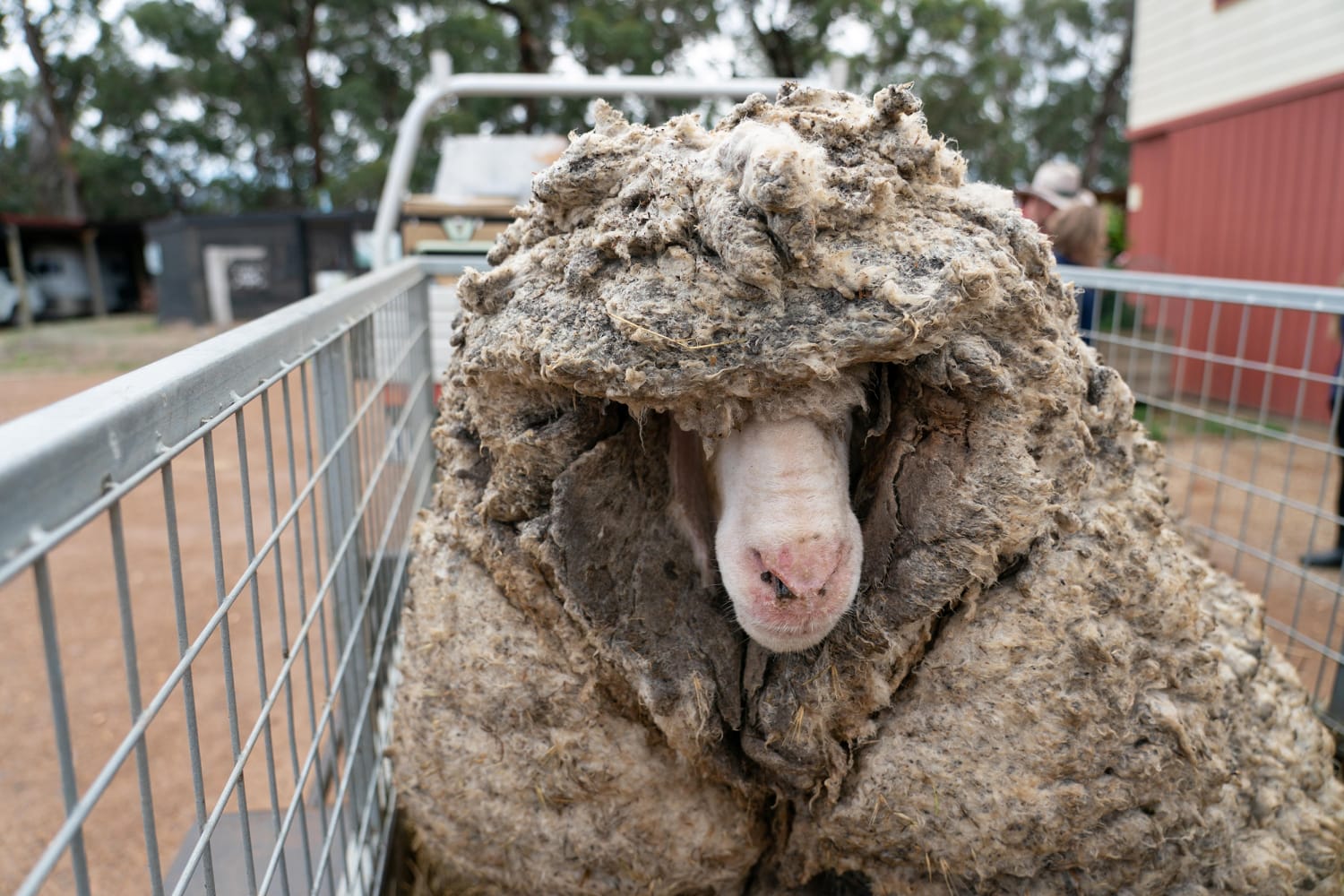 A Sheep In Super Heavy Clothing! 80 Pounds Of Pure Wool Burden Lone  Creature