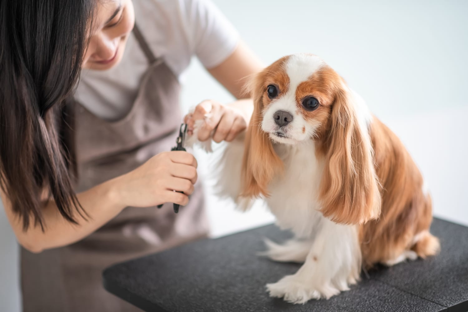 7 dog nail clippers to shop in 2023, according to experts