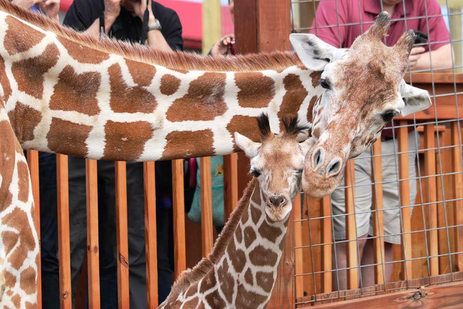 April the giraffe, who went viral with 2017 birth, is dead
