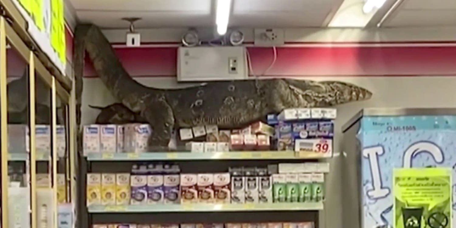 Massive monitor lizard climbs store’s shelves in wild video