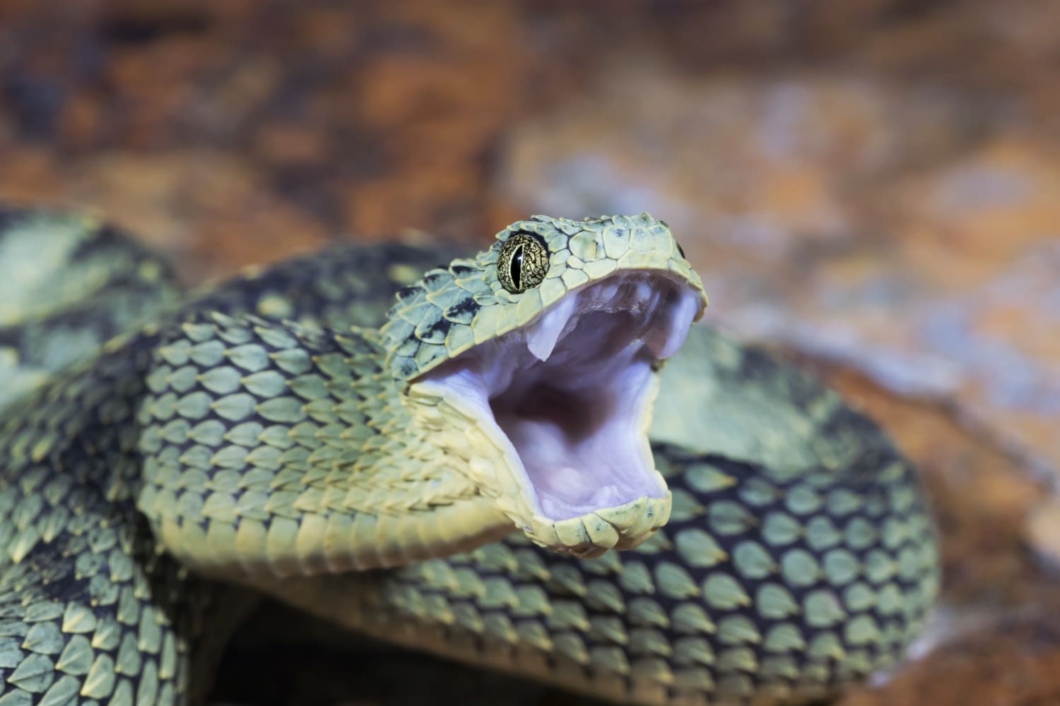 bush viper snake