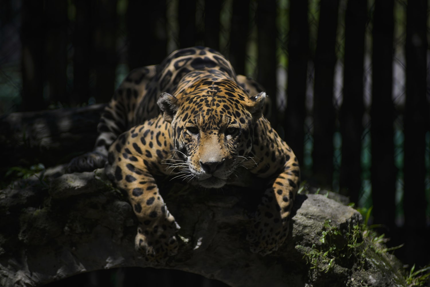 Chinese zoo criticized after keeping leopards' escape a secret