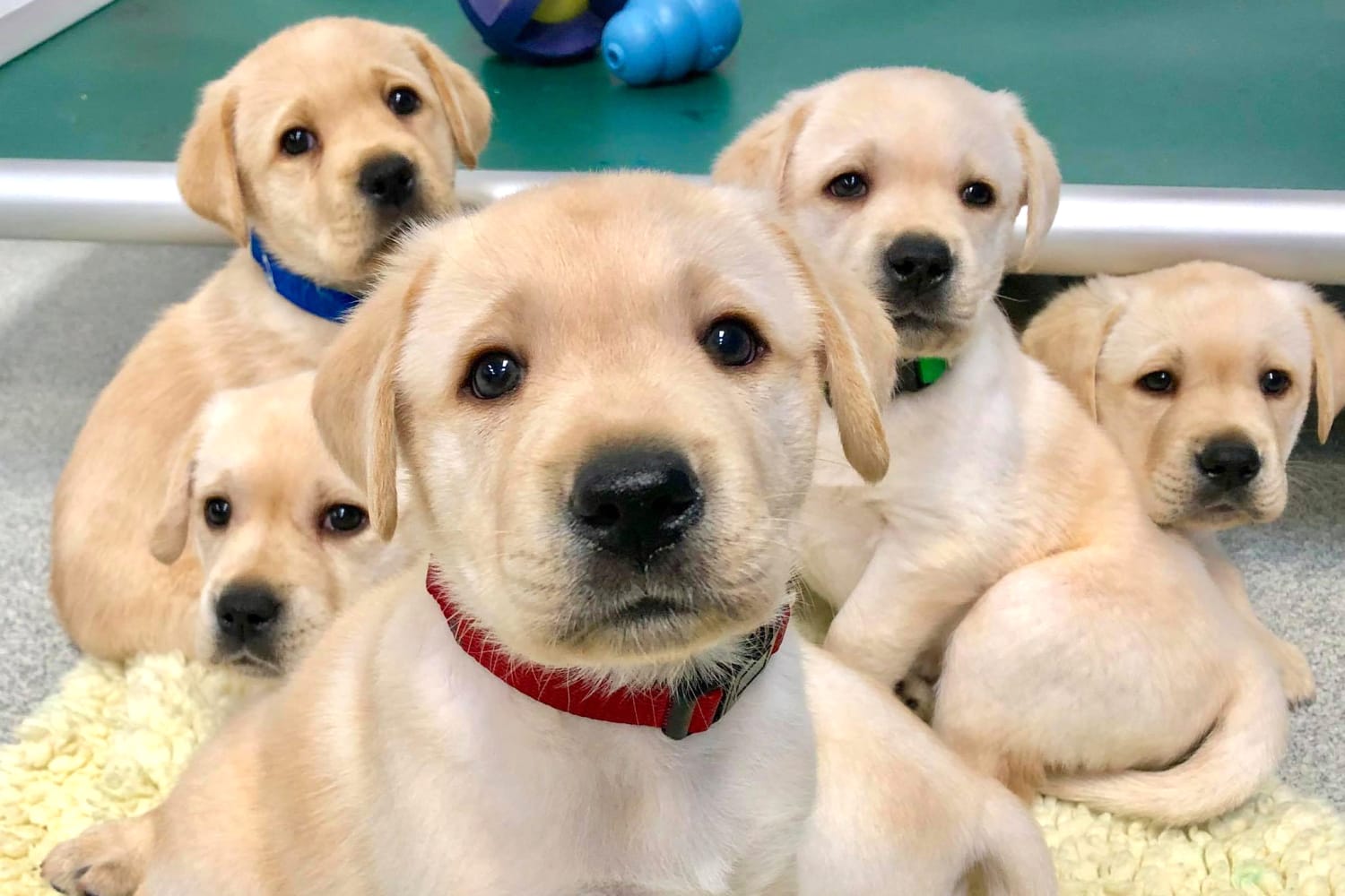Puppies reach peak cuteness at 8 weeks old according to study