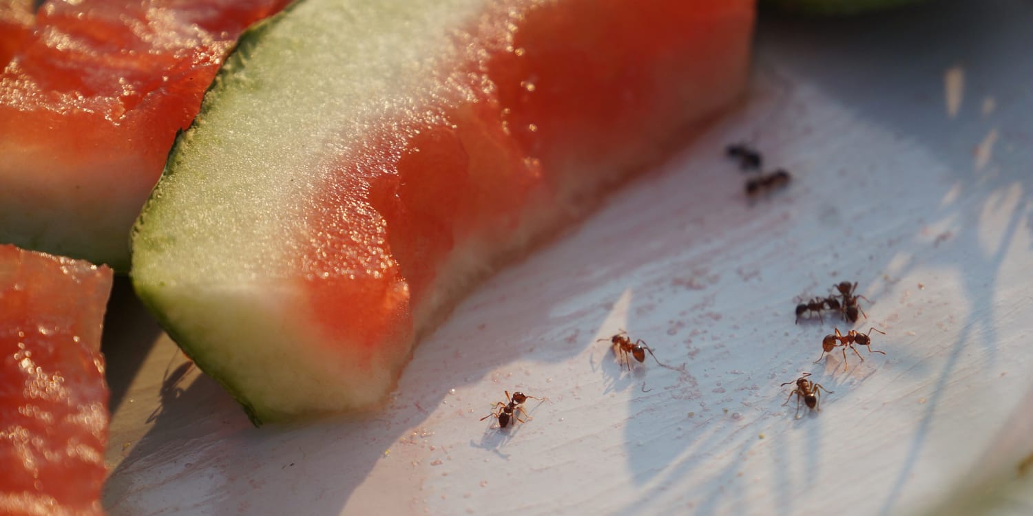 Food safety tips get rid of bugs for picnics and barbecues