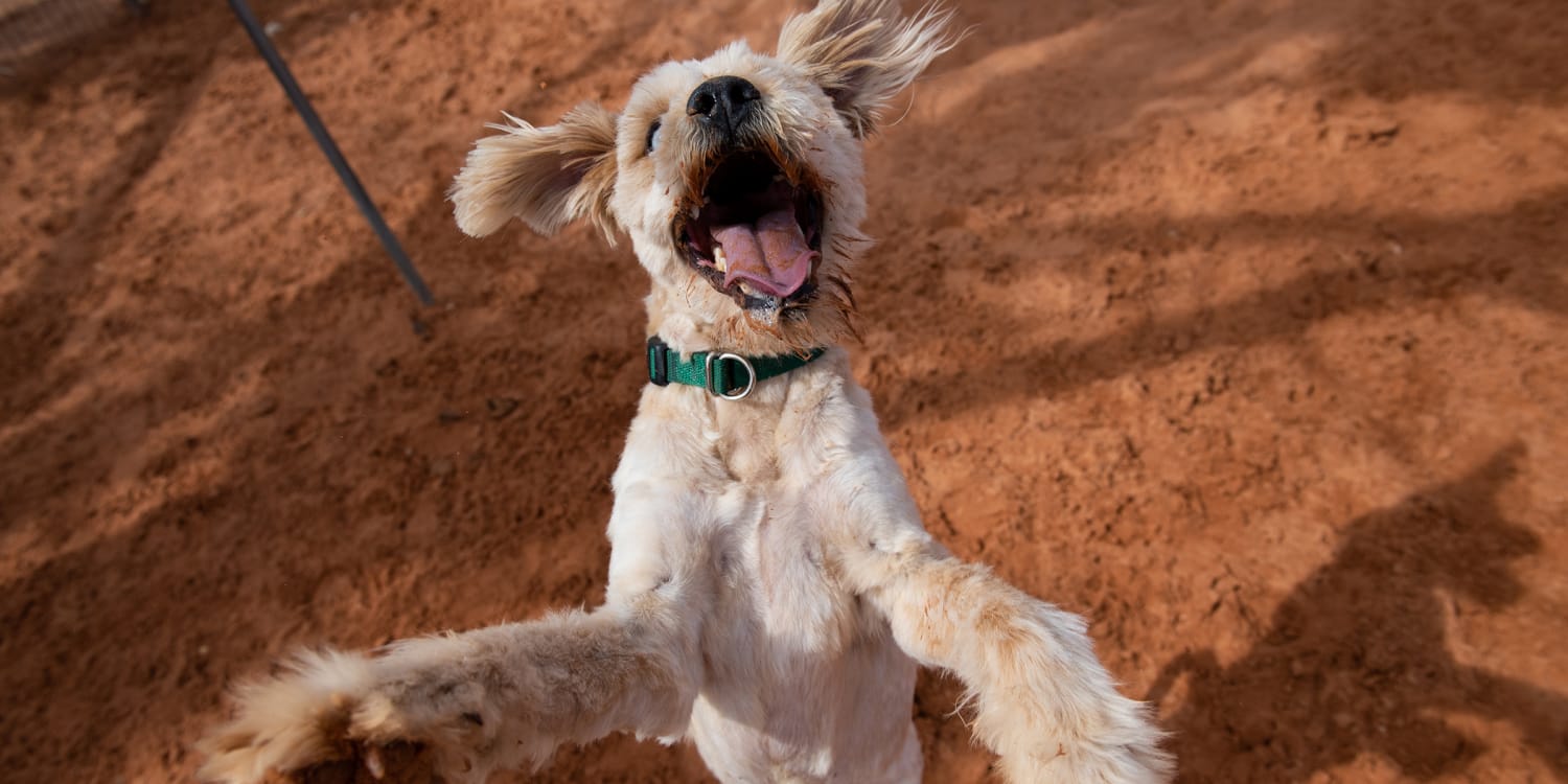 Cuyahoga County Animal Shelter naming dogs for Tribe players in a play for  home 