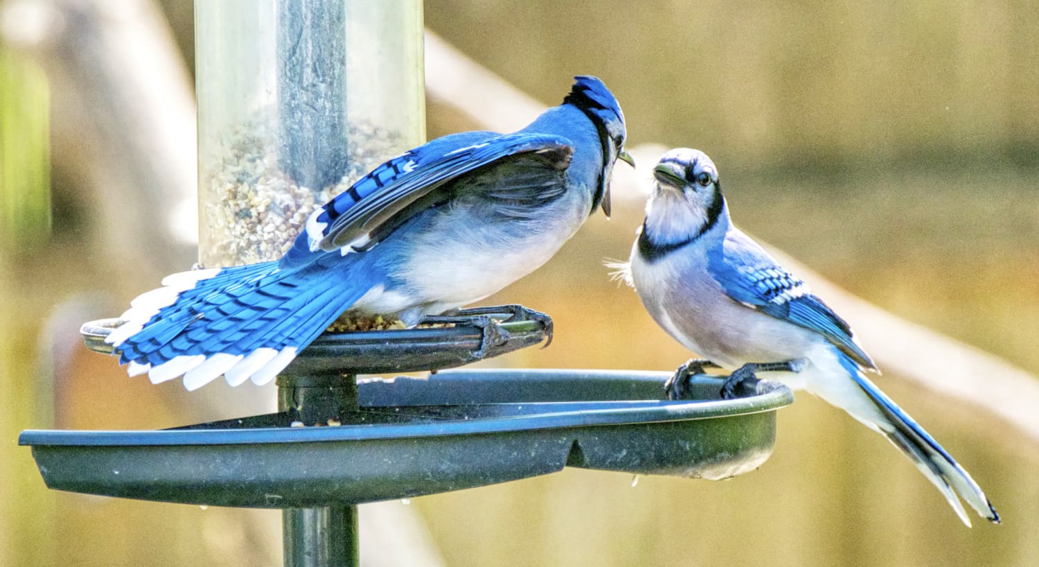 Blue Jay: A New Look at a Common Feeder Bird