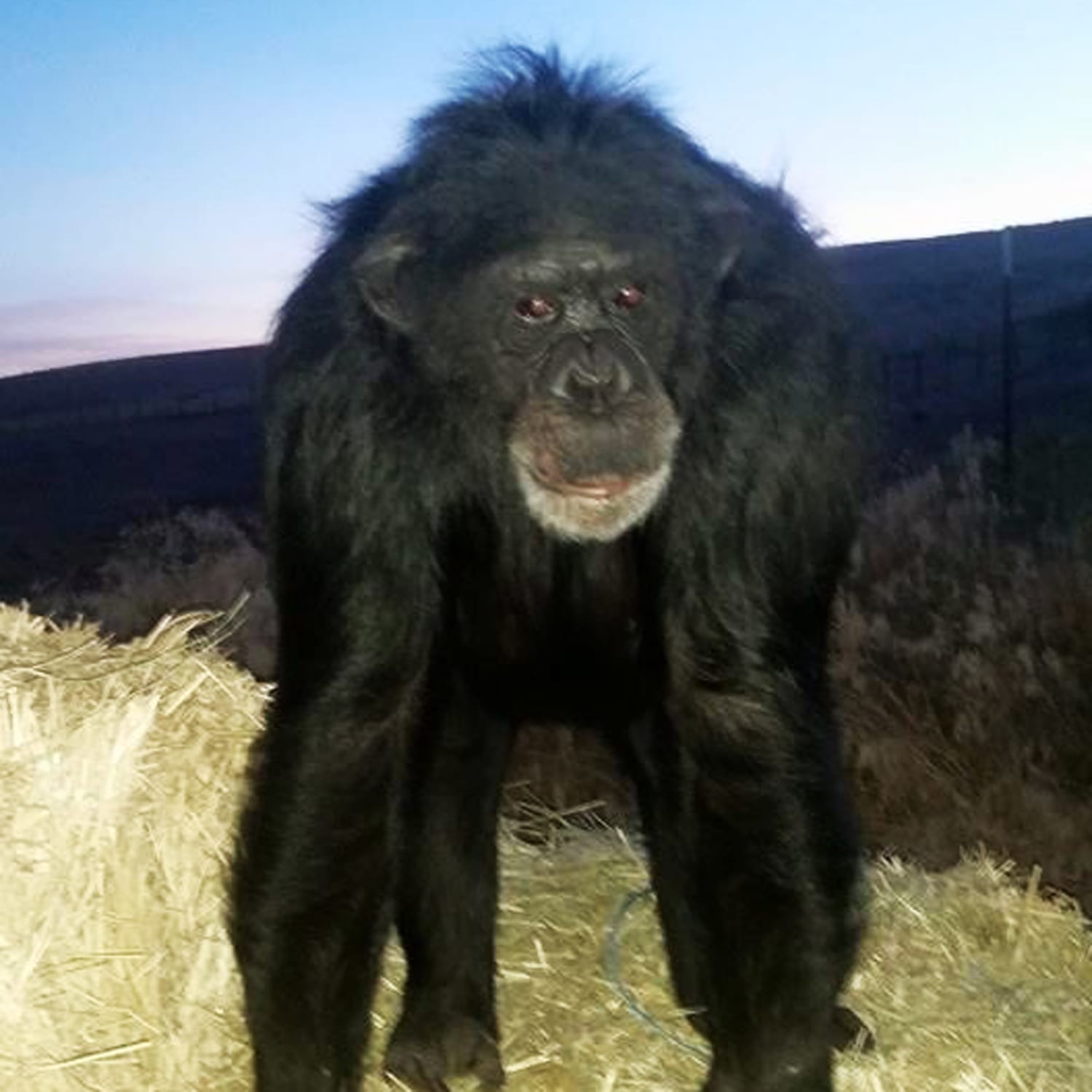 Oregon deputy fatally shoots chimpanzee after it bites owner's daughter