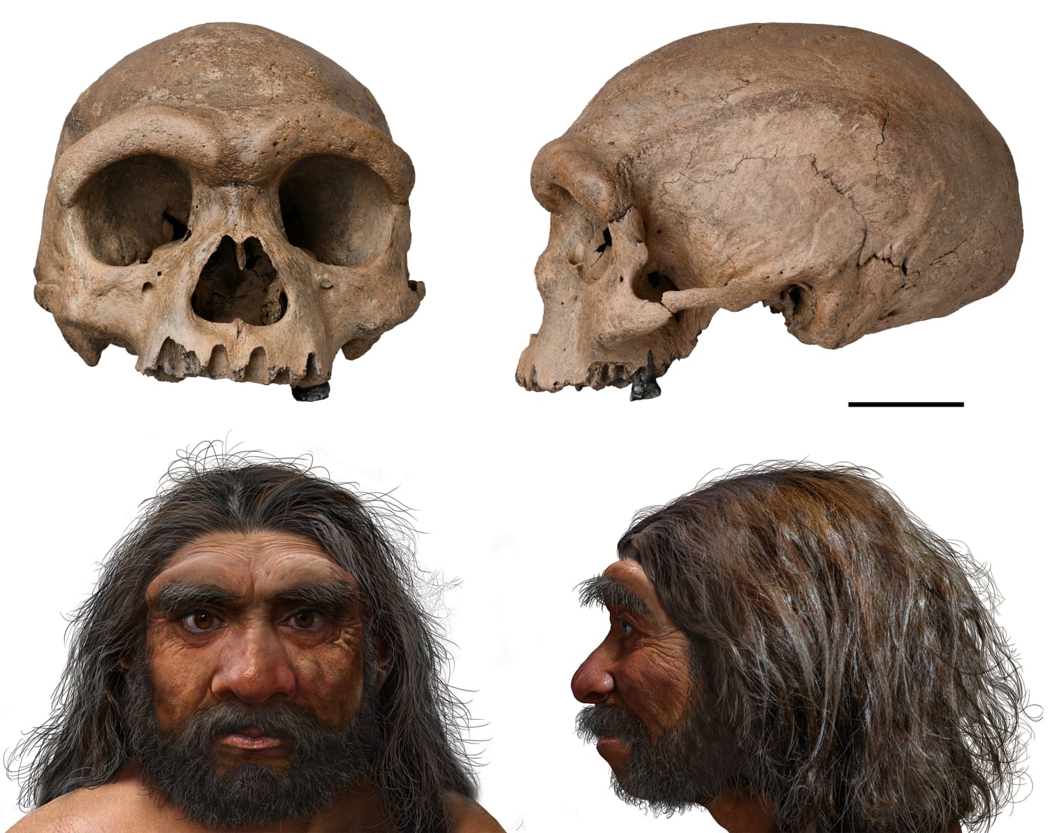 Discovery Of Dragon Man Skull In China Prompts Rethink Of Human Evolution