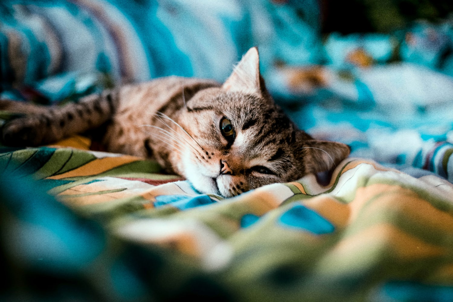 newspaper cat