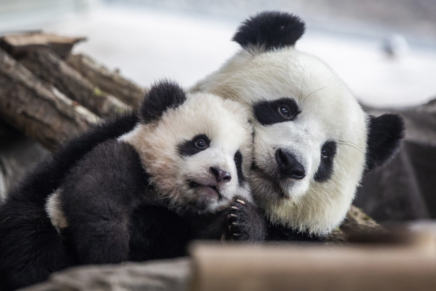 Giant pandas no longer classed as endangered after population growth, China  says