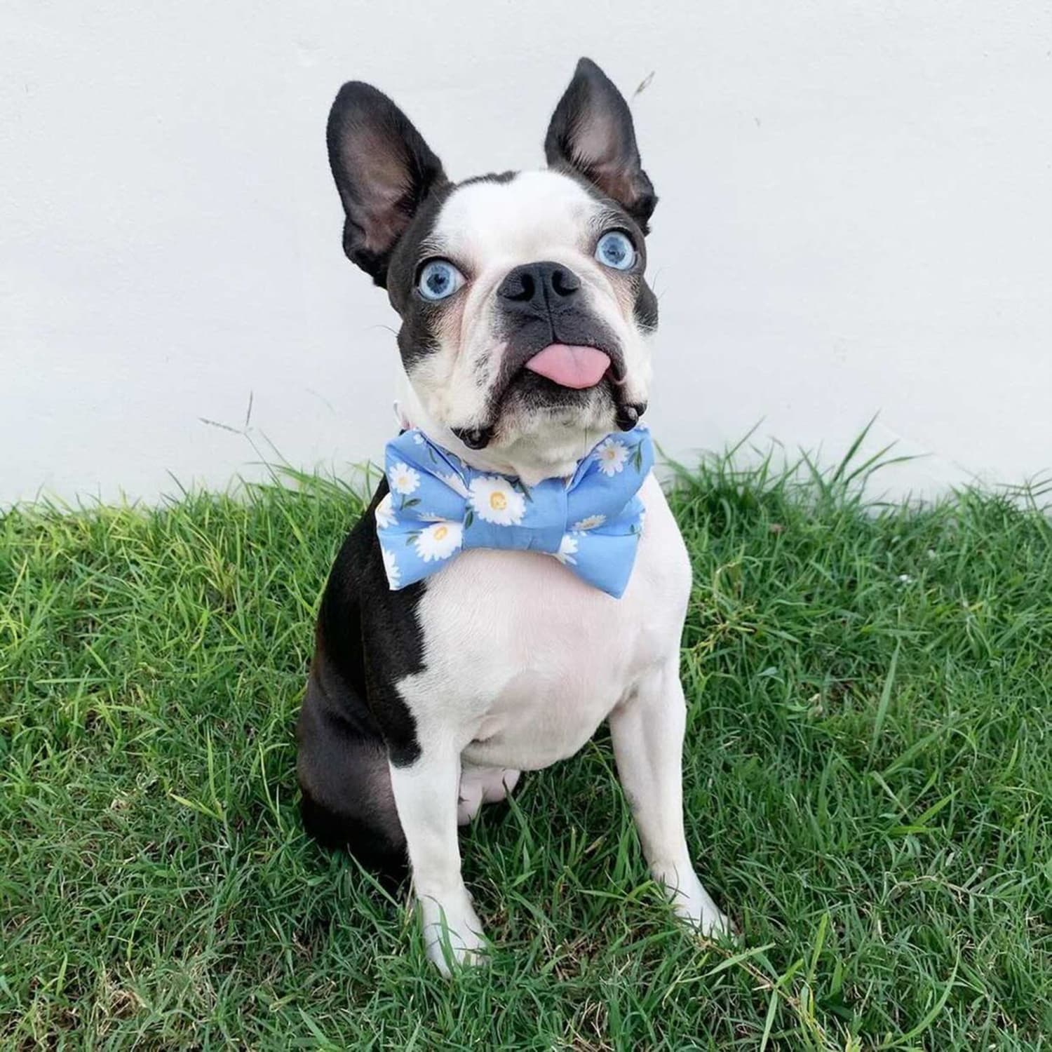 Blue-eyed Boston terrier