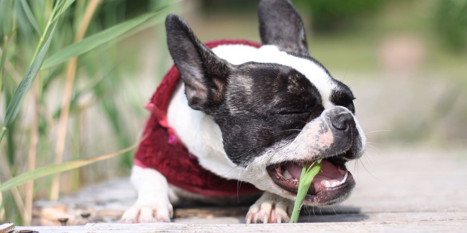 do boston terriers have eye problems