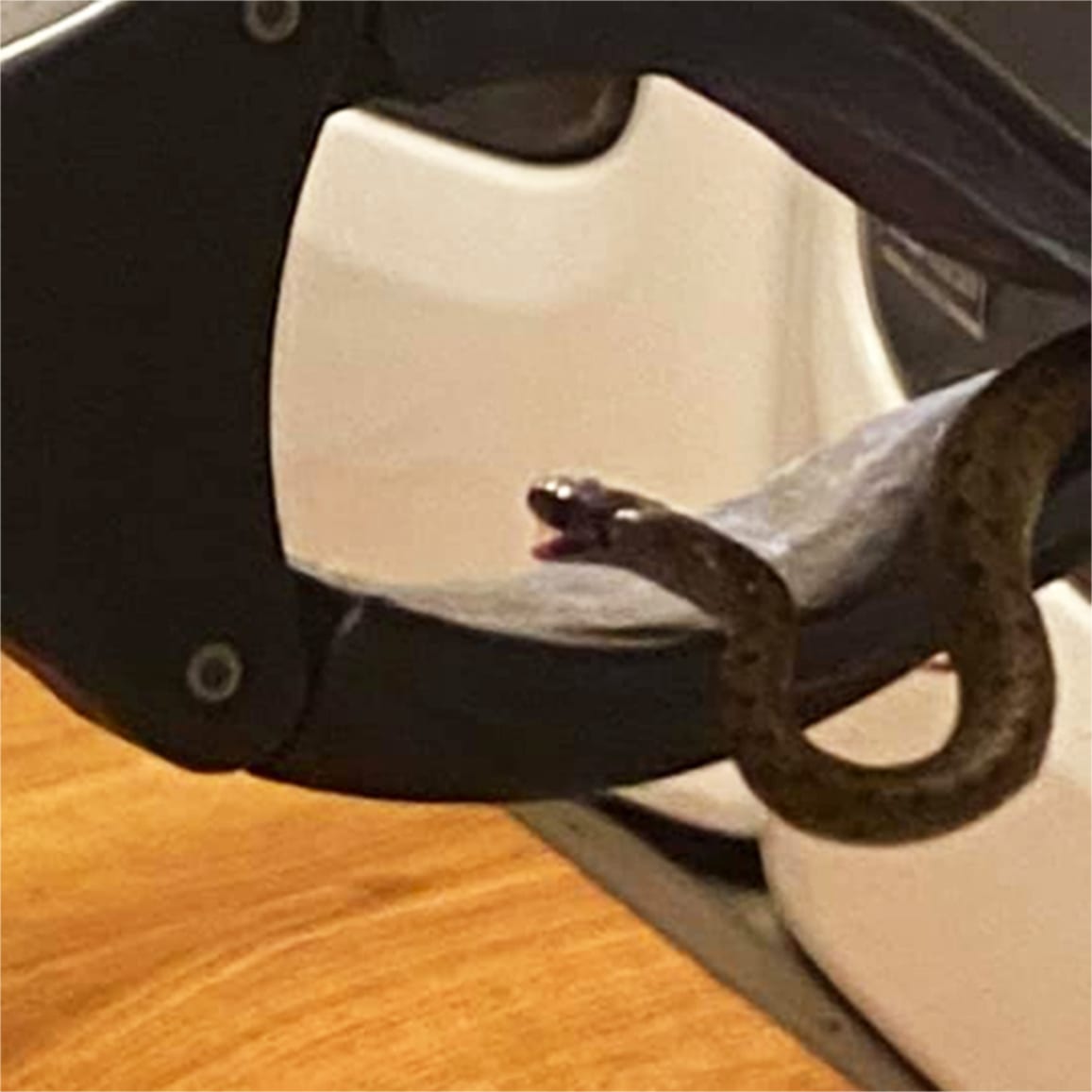 Georgia couple finds mother snake with 17 babies under their bed