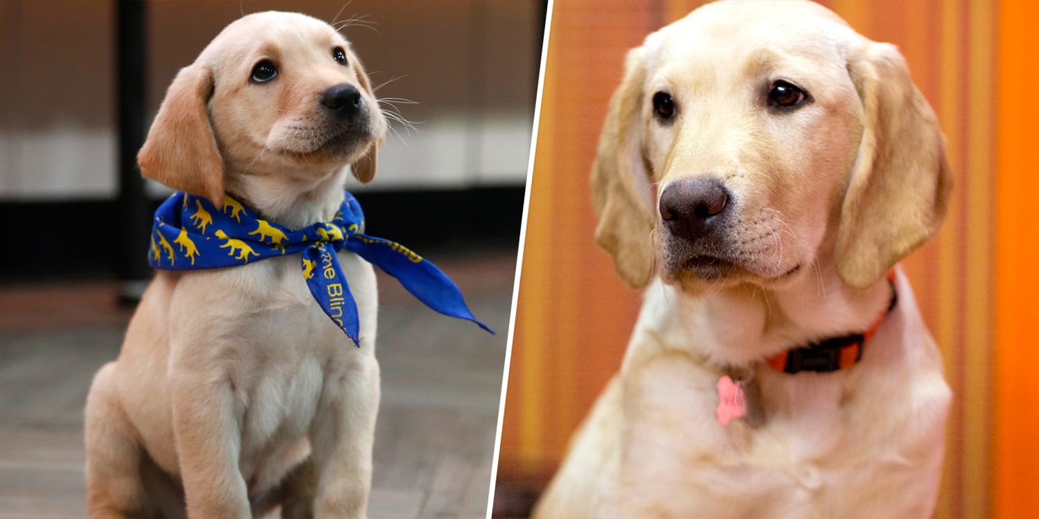 Wrangler, TODAY show's 1st puppy with a purpose, dies at age 6