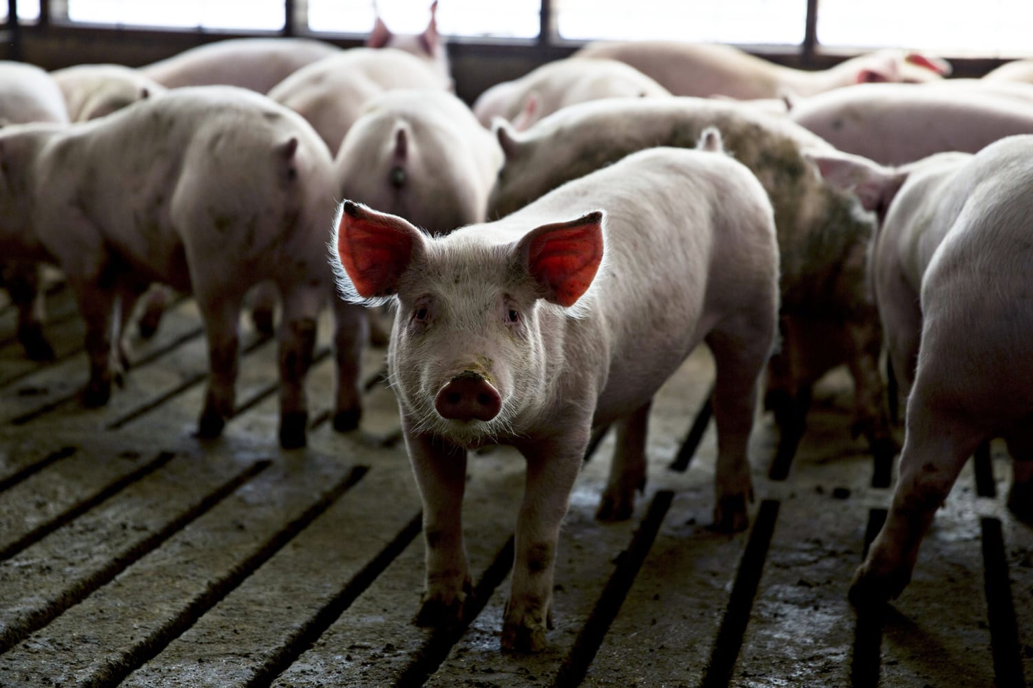 Bacon may disappear in California as pig rules take effect