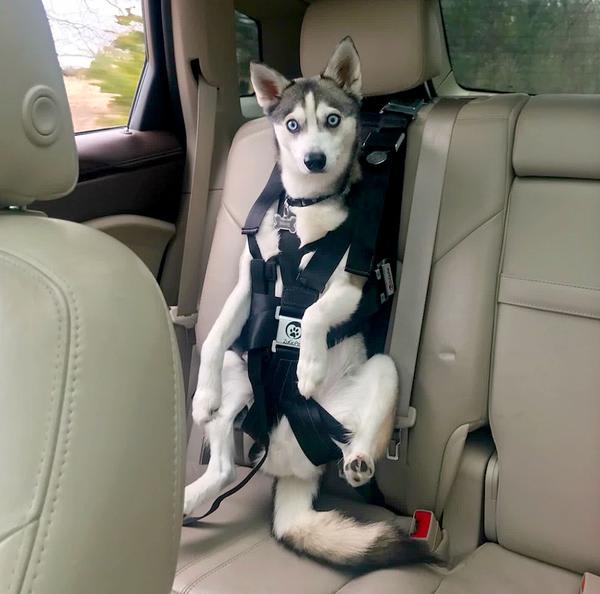 Safe Car Travel With Your Dog Crash Tested Harnesses Crates And Carriers - Good To Go Dog Car Seat