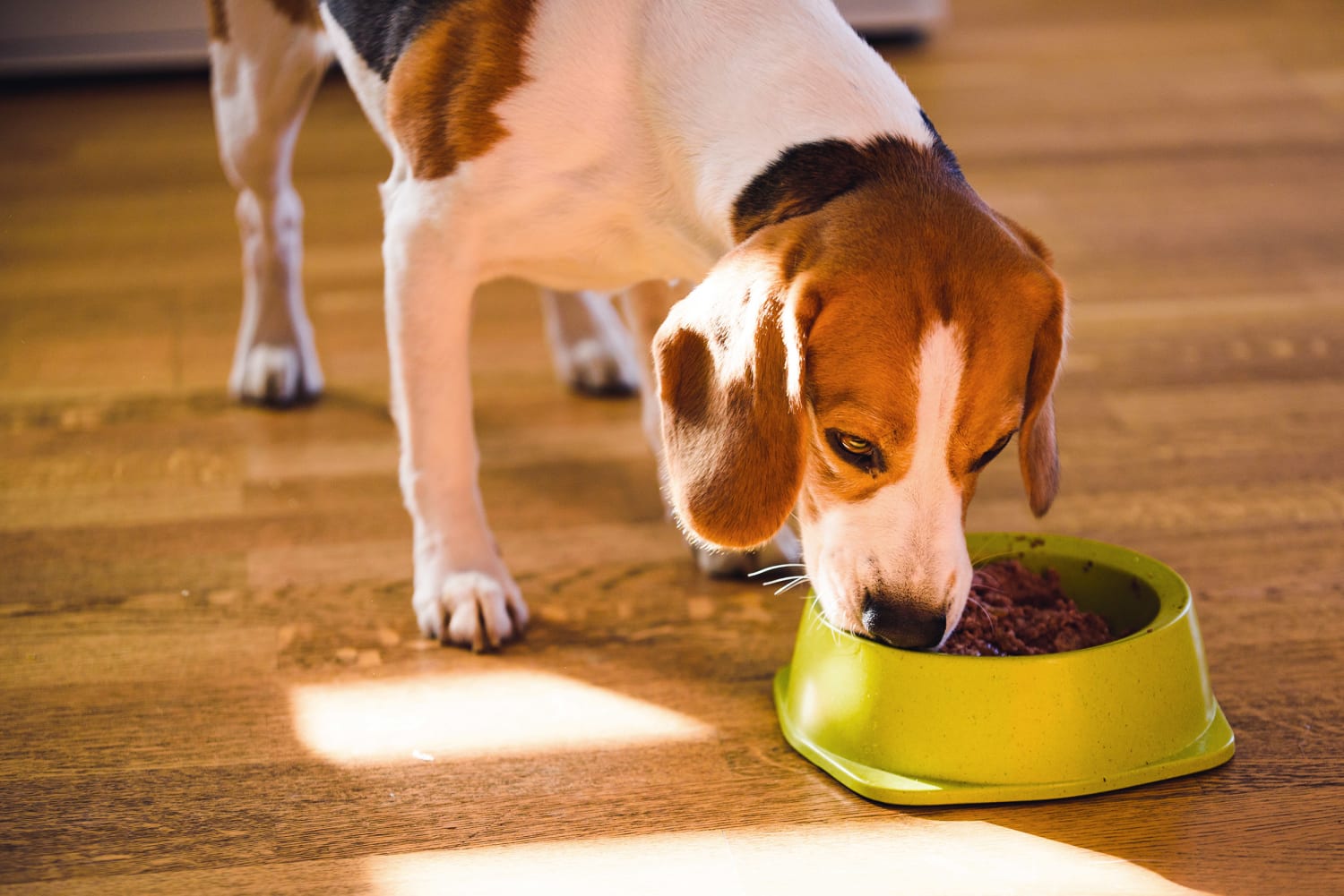 Dog food ingredients causing heart clearance problems