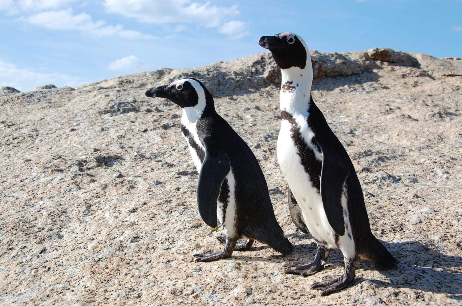 Bees kill 60 rare South African penguins in a freak accident