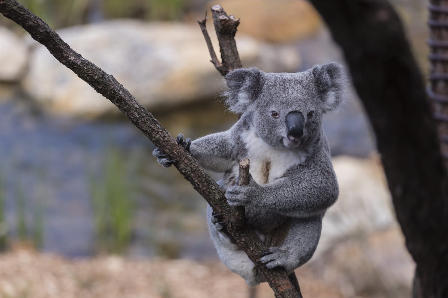 Коала стоя. Коала. Австралийская коала. 2 Коалы. 4 Коалы.