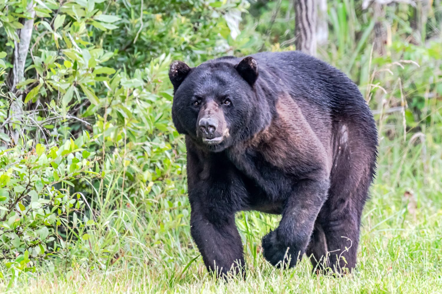Black Bear Attacks North Carolina