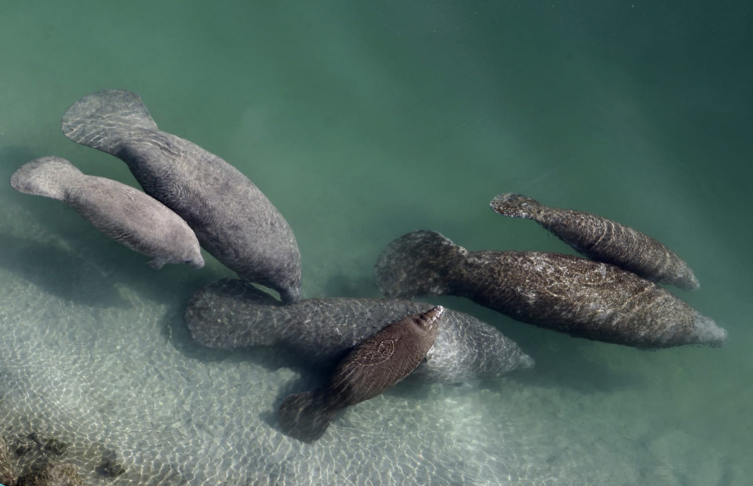 Florida’s Manatees are Dying in Record Numbers in 2021 Due to Food Shortage