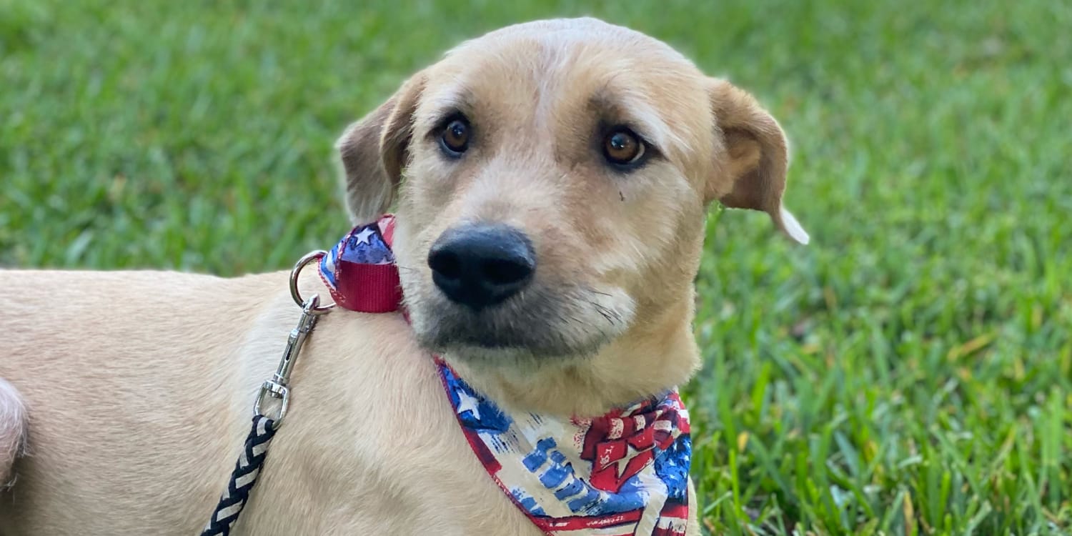 New Houston Texans puppy: Help name future service dog