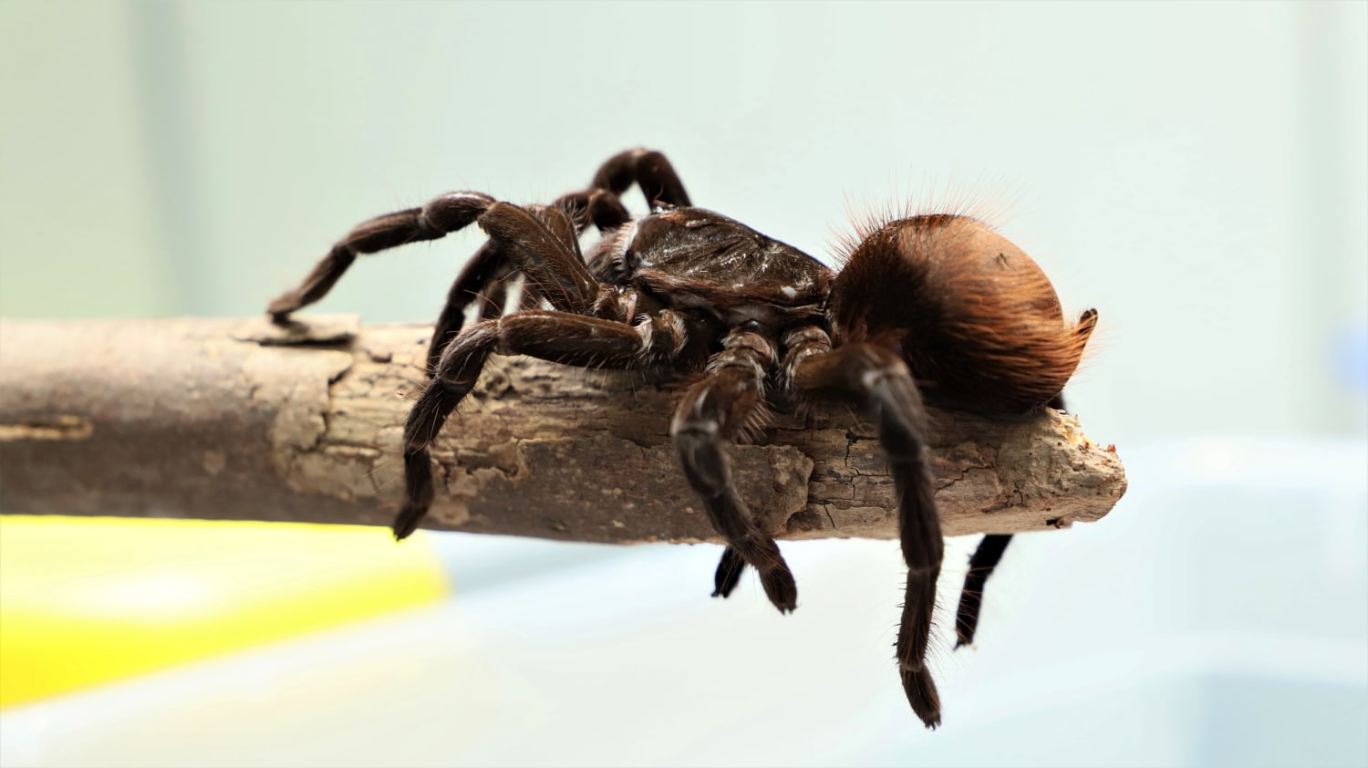 Colombia seizes hundreds of arachnids being illegally smuggled to Europe