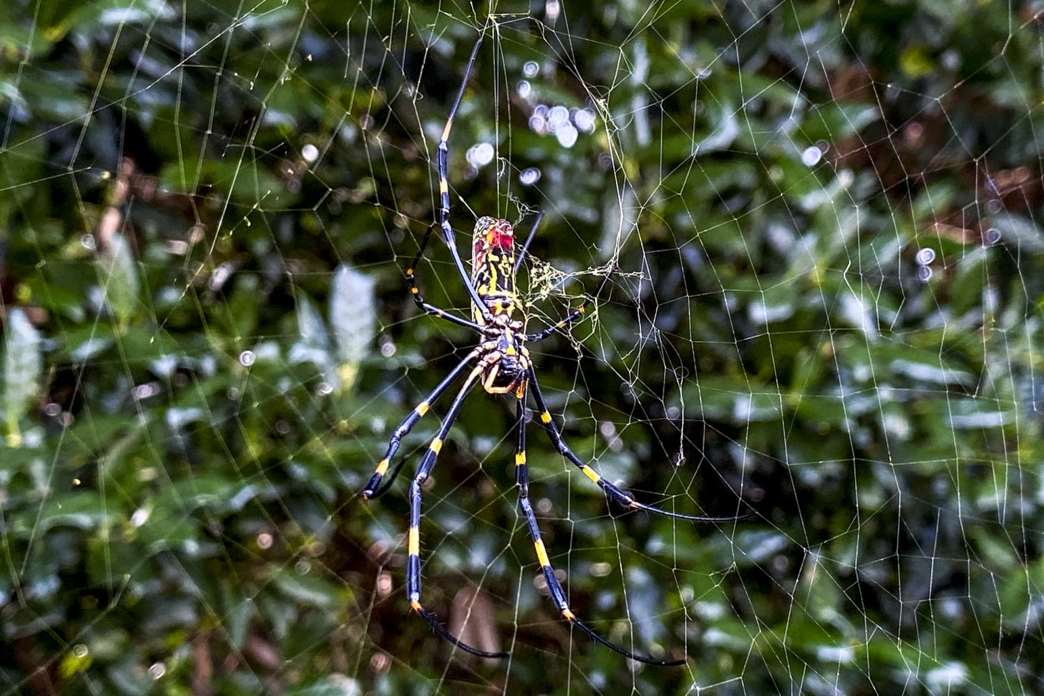 Does This Photograph Show a Park Covered with Spider Webs?