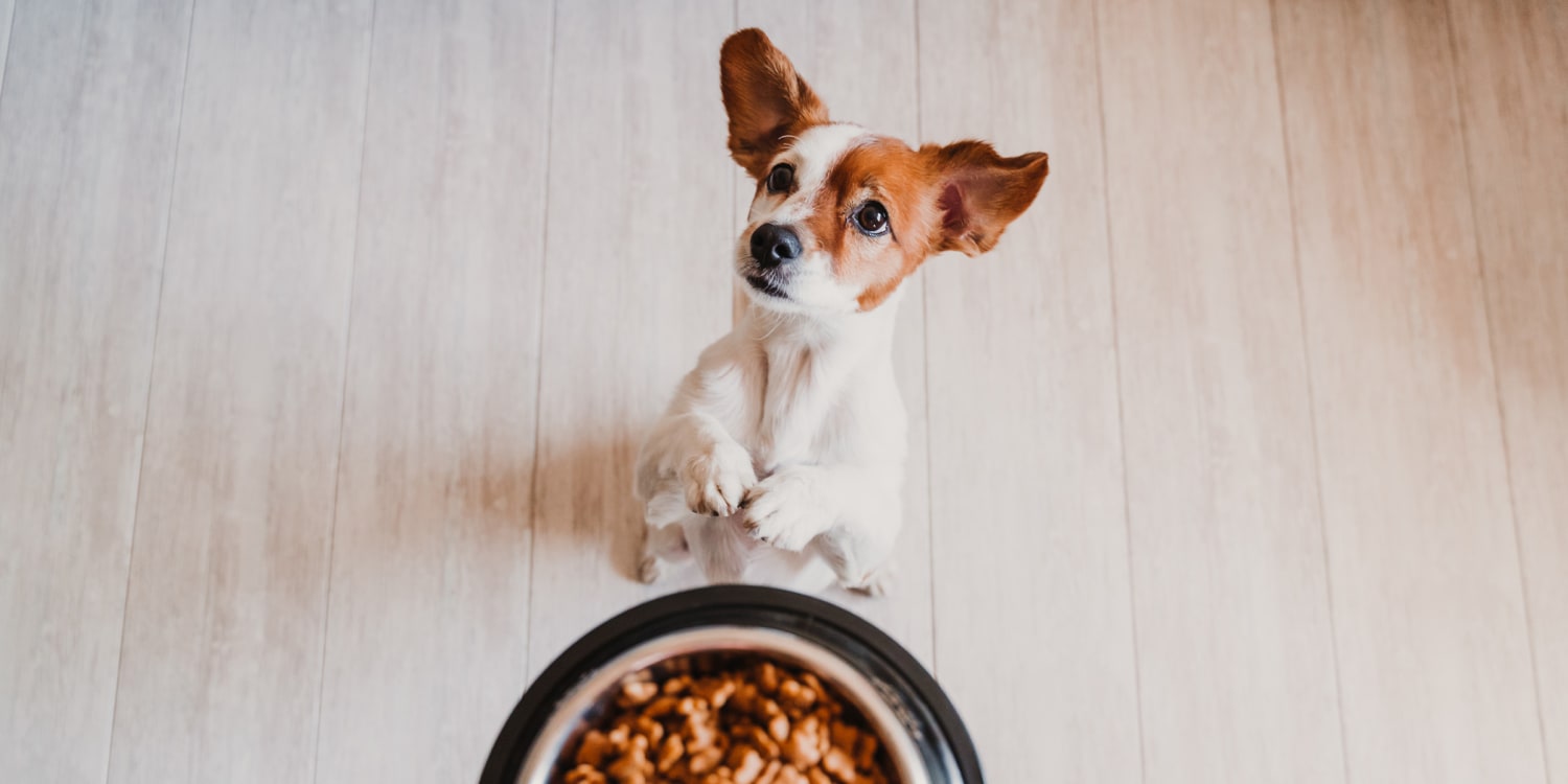 how much does dog food cost a month