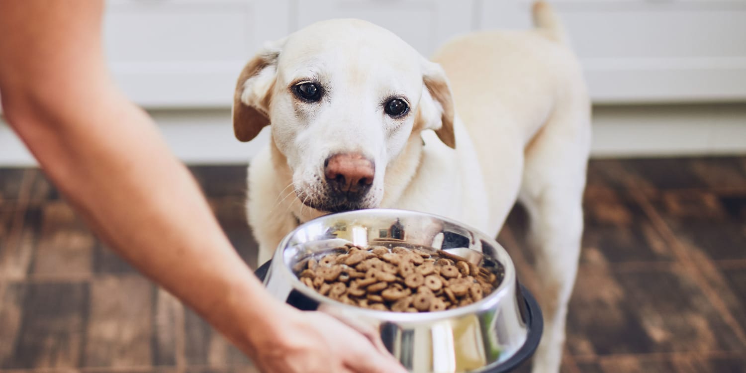 7 Best Dog Foods For Allergies In 2023