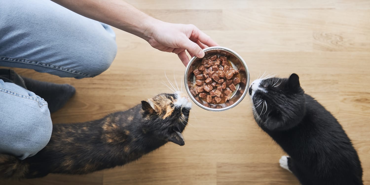 Best canned food for hotsell senior cats