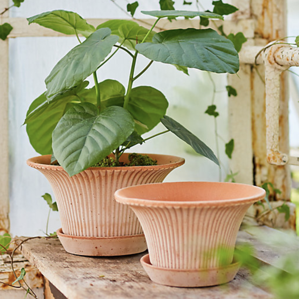 How to choose pots for indoor plants this year