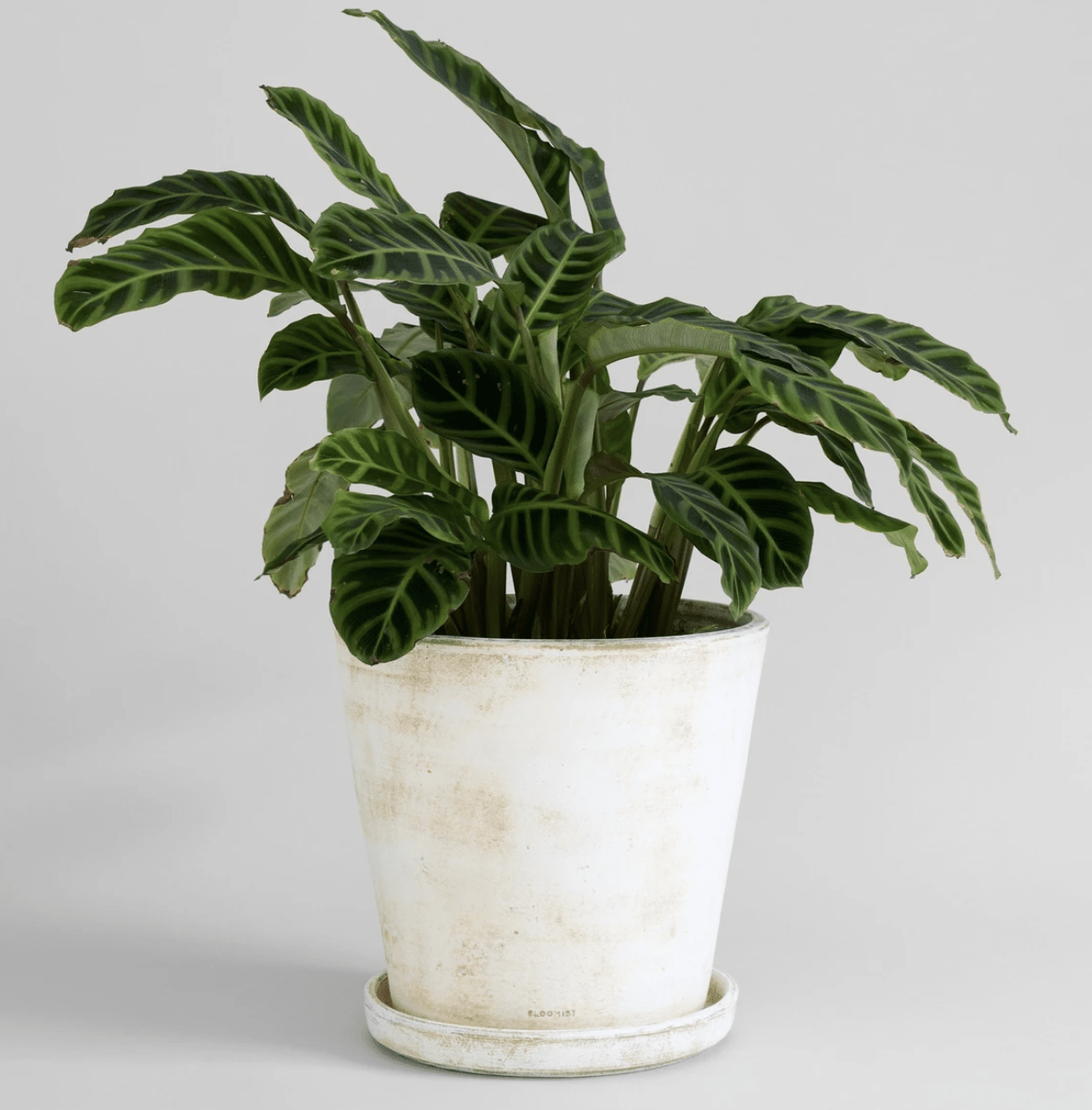 Pots for Indoor Plants - choose your best type based on how you water your  plants — Greenhouse Studio