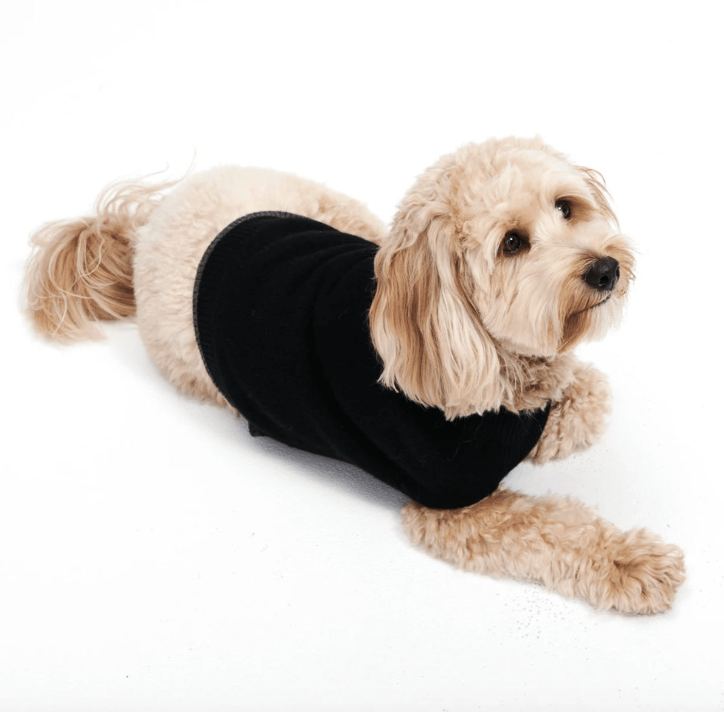 13 best winter essentials for every dog owner - TODAY
