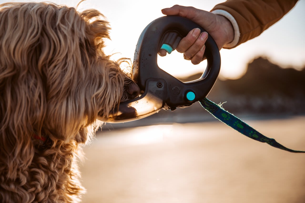 Treat your furry friend to these toys on National Puppy Day