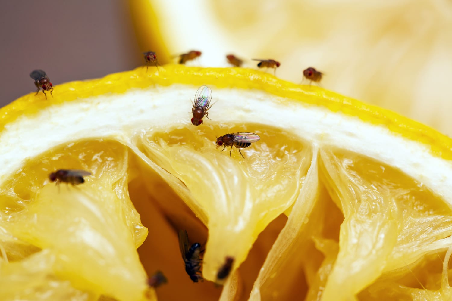 How To Get Rid Of Fruit Flies In Your House