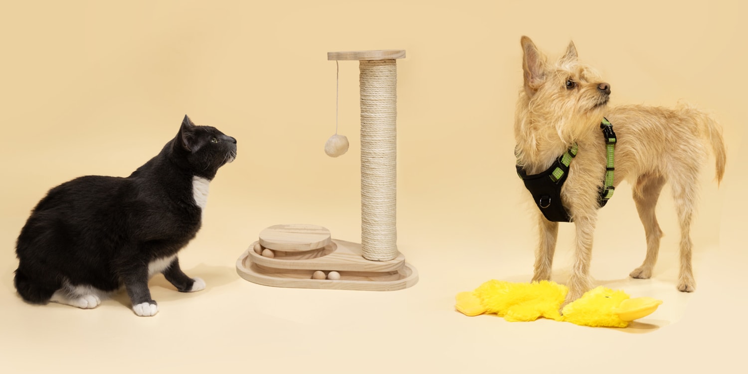 Best New Toys and Gear for Pets, Cats and Dogs