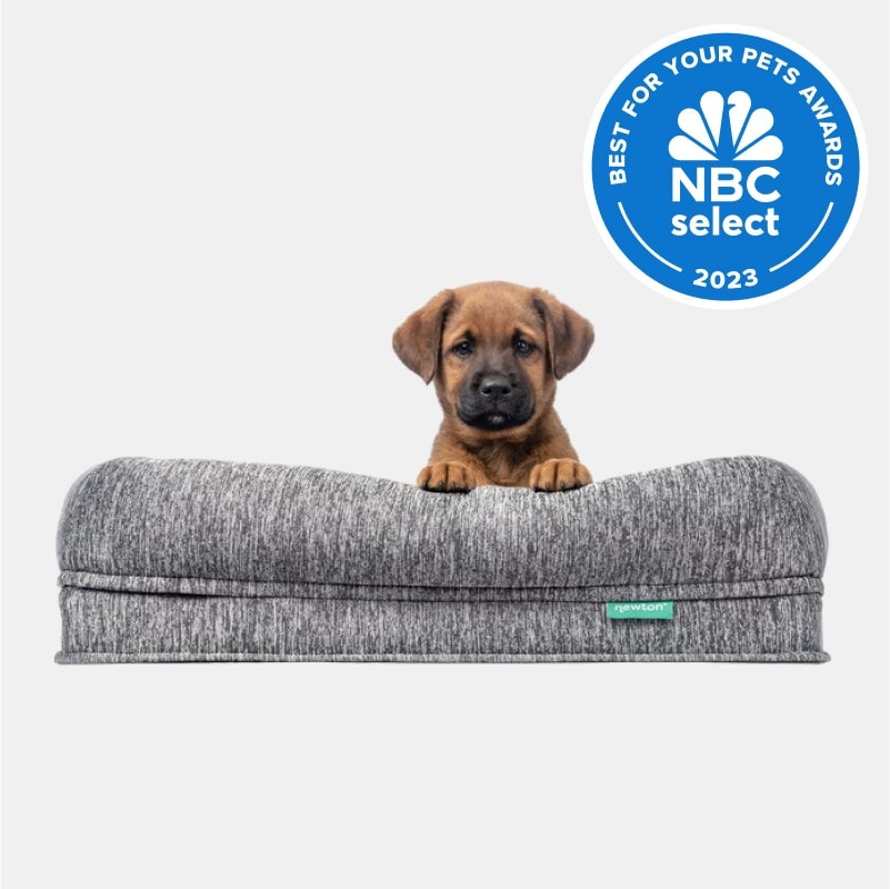 The 10 Best Dog Beds of 2023, Tested and Reviewed