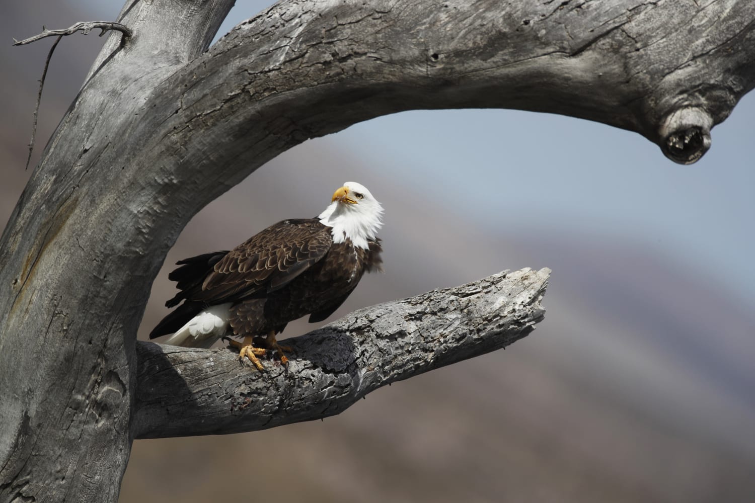 Bald eagle populations soar in lower 48 states, research finds
