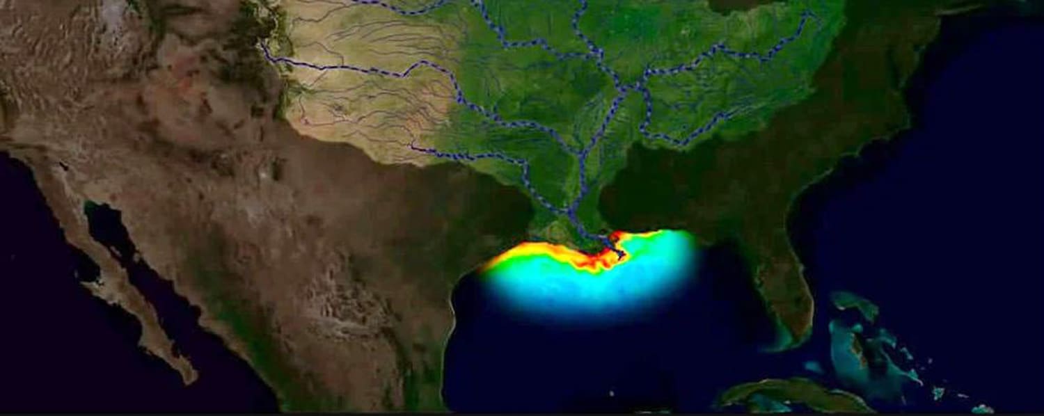 Kiks dreng Streng Gulf of Mexico's 'dead zone' larger than average this year
