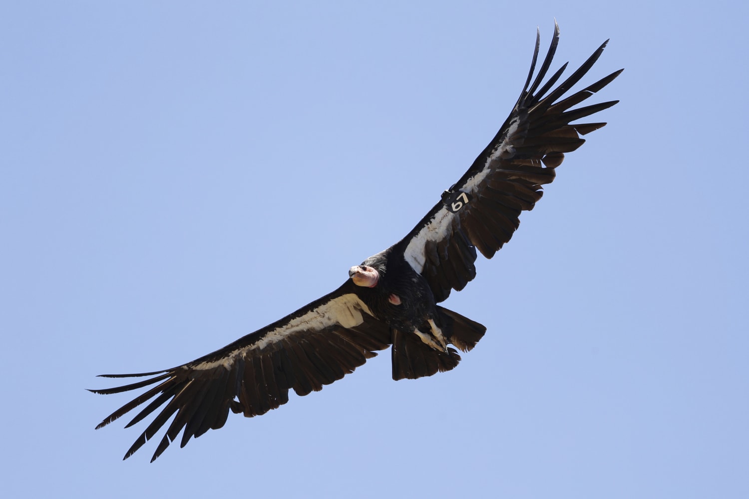 California condors can have ‘virgin births,’ study finds