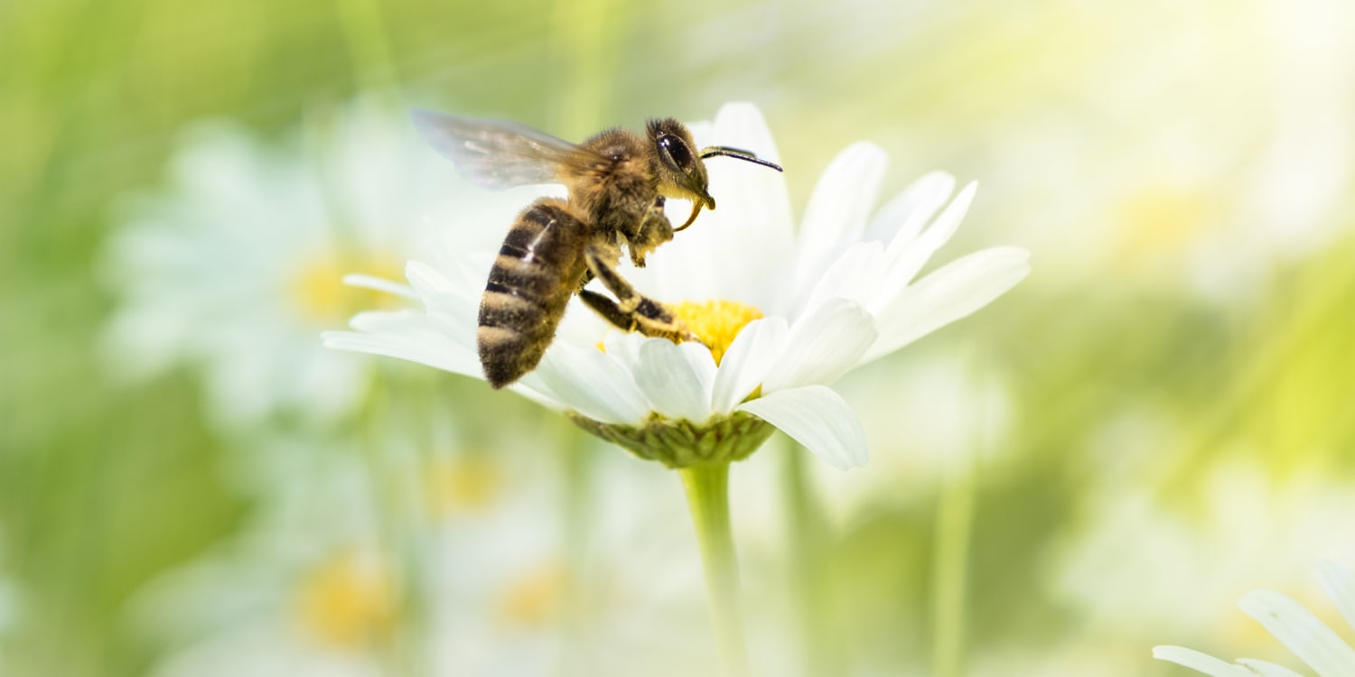 Насчет цветов. Комар и пчела. Пчела Муха комар. Притча Муха пчела и комар. Сознание пчелы.