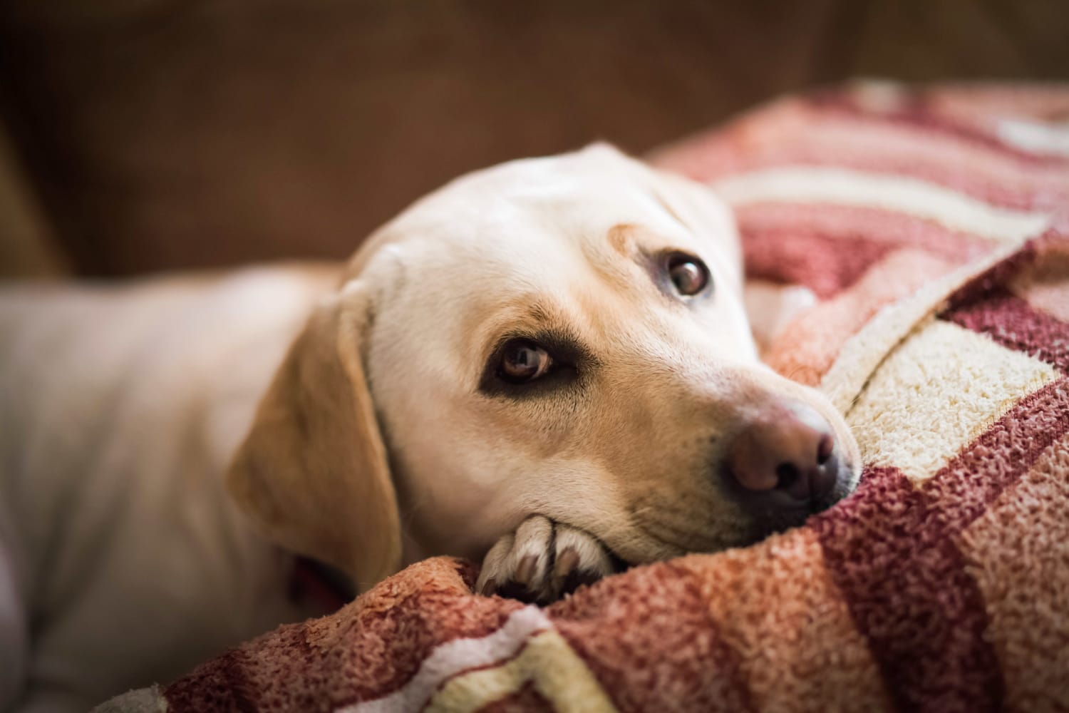 what can dogs take for inflammation