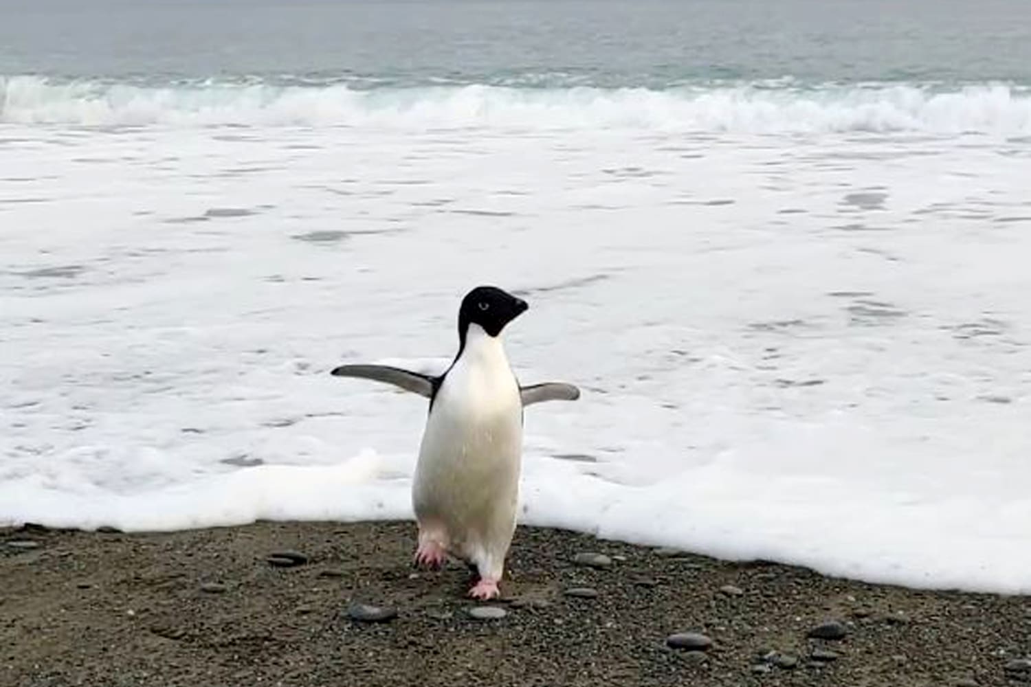 Antarctic penguin waddles ashore in New Zealand, a long way from home