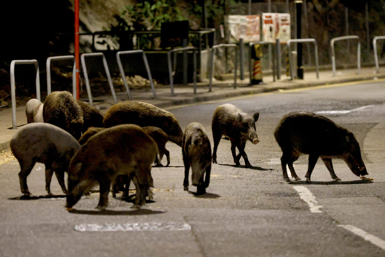 Hong Kong launches wild boar hunt as animal attacks lead to controversial crackdown