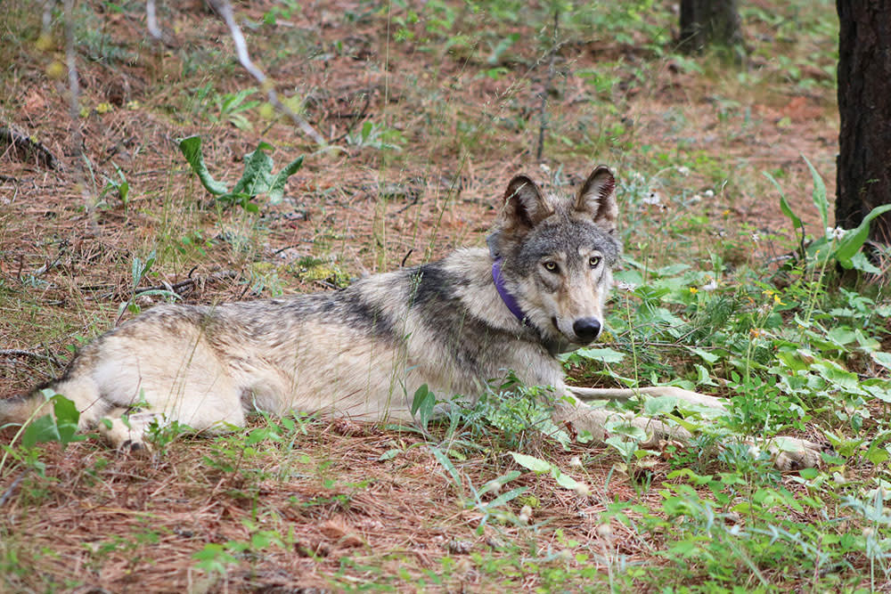 Gray-wolf-whose-'epic'-travels-captured-headlines-is-killed-in-California-