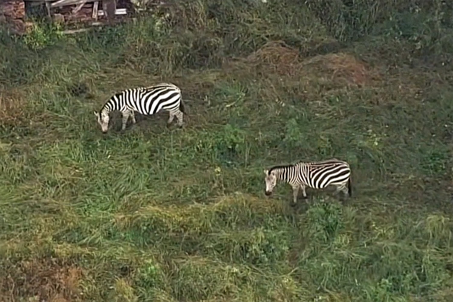 Two ‘at large’ zebras return to Maryland farm four months after escaping