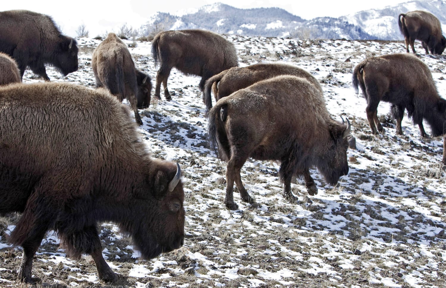 900 bison at Yellowstone to be relocated, slaughtered or shot by hunters this winter