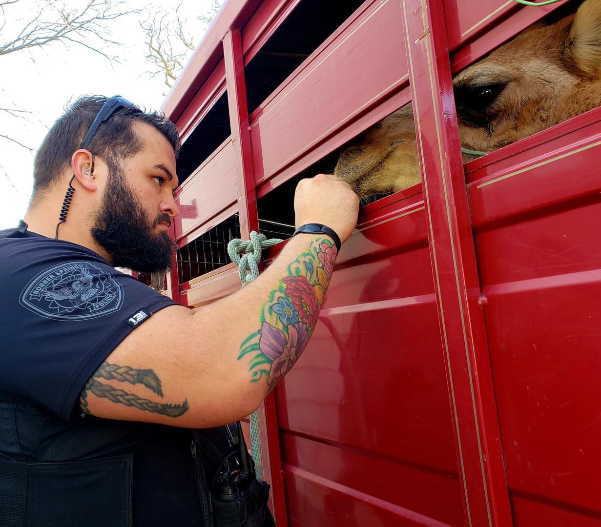Camel causes chaos after fleeing Kansas nativity scene