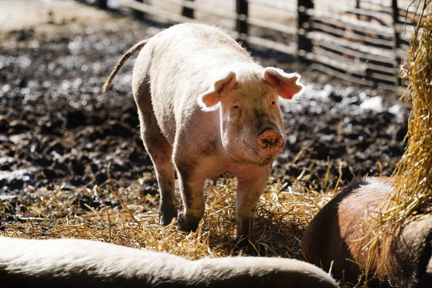 California grocers sue to stop animal welfare law that could lead to bacon shortage